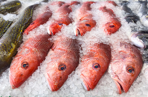 Featured Fish Selection