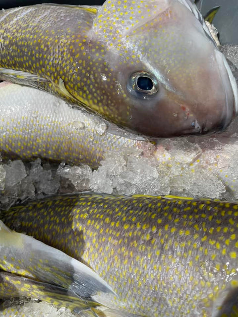 Golden Tilefish, 1lb.+