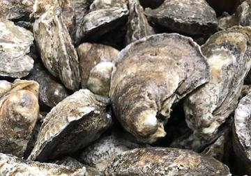Gulf Oysters