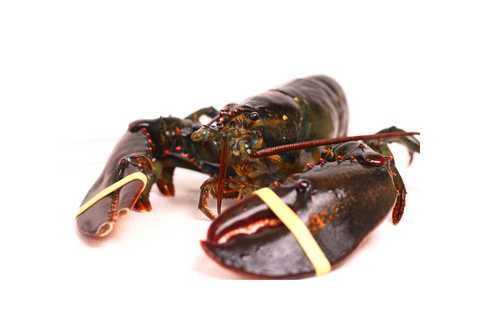 Live Maine Lobsters, each