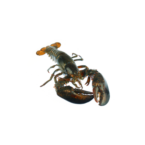 Live Maine Lobsters, each