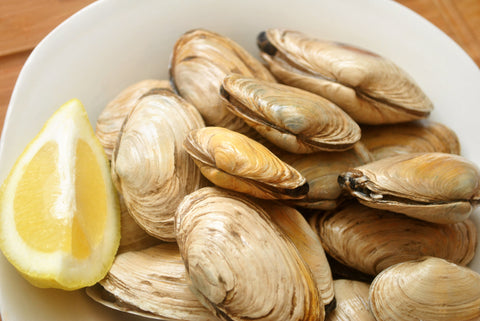 Steamer Clams, Live, 1lb.+