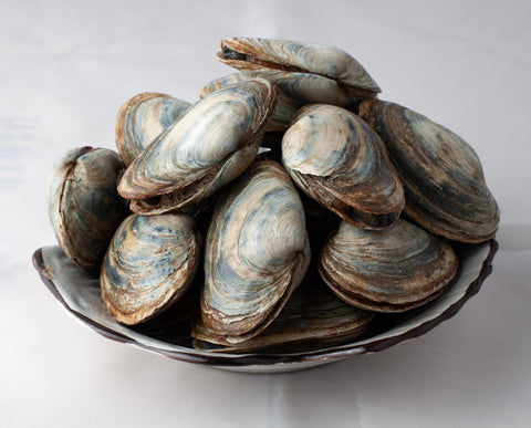 Steamer Clams, Live, 1lb.+