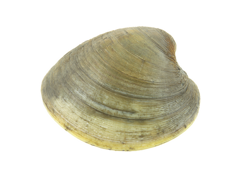 Clams