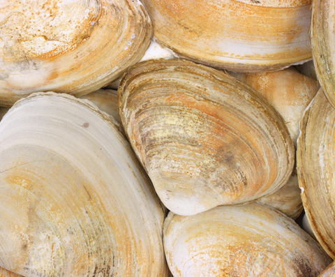 Cherry Stone Clams