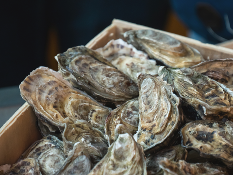 Copps Island Oysters, CT