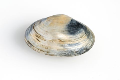 Steamer Clams, Live, 1lb.+