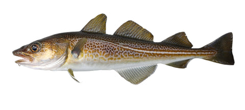 Cod, 1lb.+