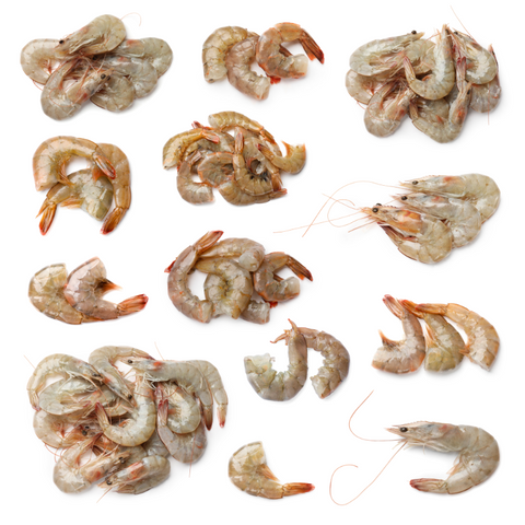 Shrimp