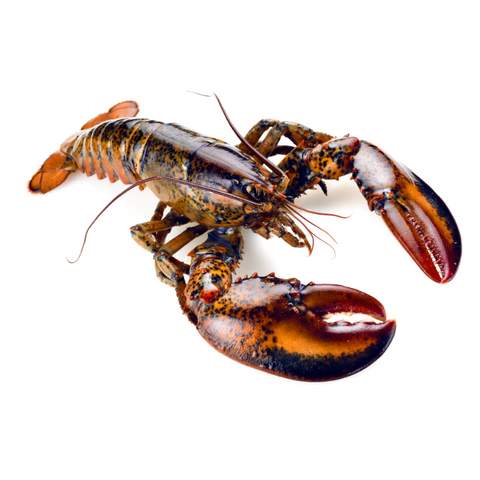 LOBSTER