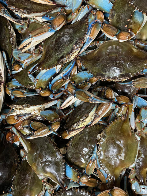 Live Blue Crabs