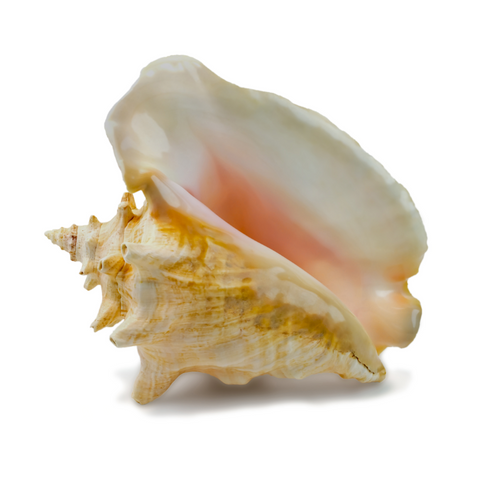 Conch Meat, 1Lb.
