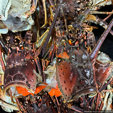 Fresh Florida Lobster, per lb.