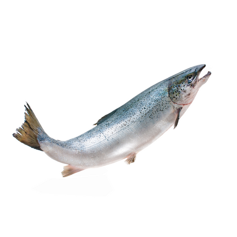 Sea Trout Fillet