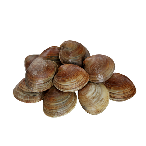 Hard Clams, Live