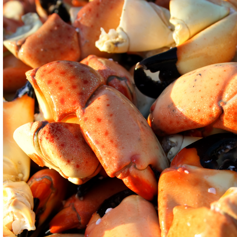 Medium Stone Crab