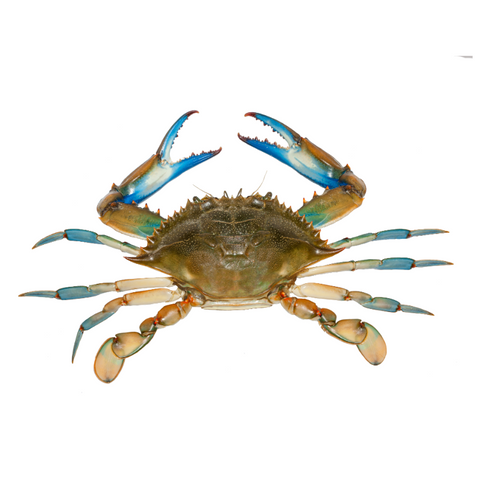 Live Blue Crabs (Fish Scale 1)