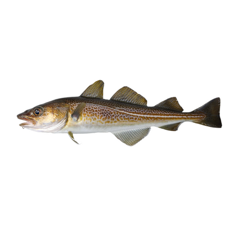 Cod