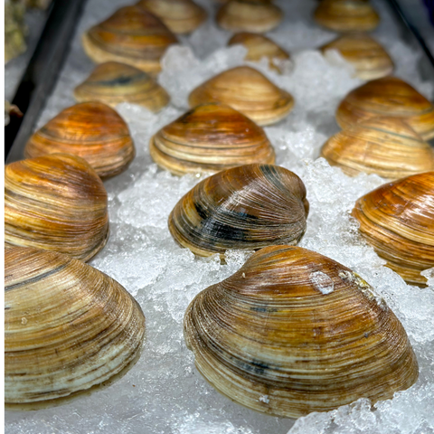 Hard Clams, Live