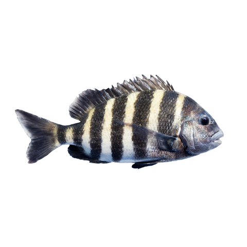 Sheepshead