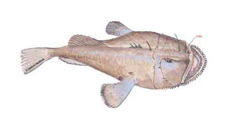 Monk Fish