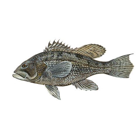 Black Sea Bass