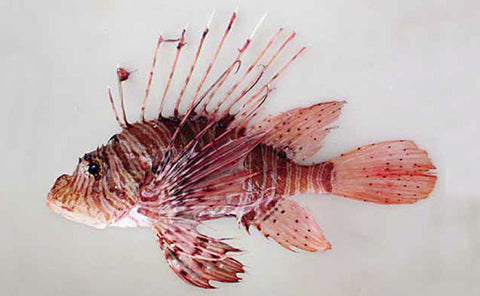 Lionfish, Lb.