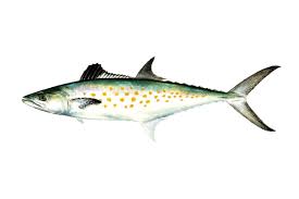Spanish Mackerel Fillet