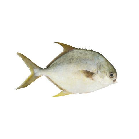 Pompano