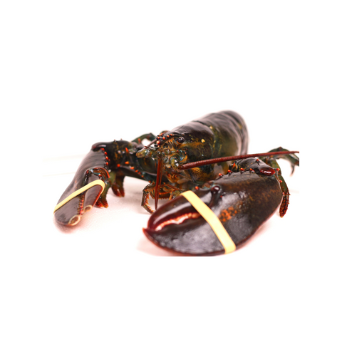 Live Maine Lobsters, each