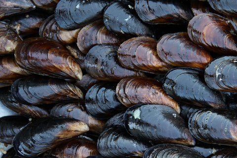 Live P.E.I. Mussels, 1lb.+