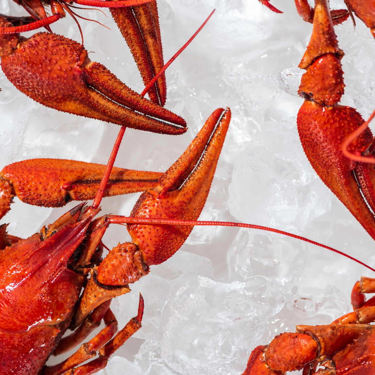 Fresh Krary Fish Frozen Crawfish 5lb | Louisiana Crawfish Boil | Pelican Seafood ...