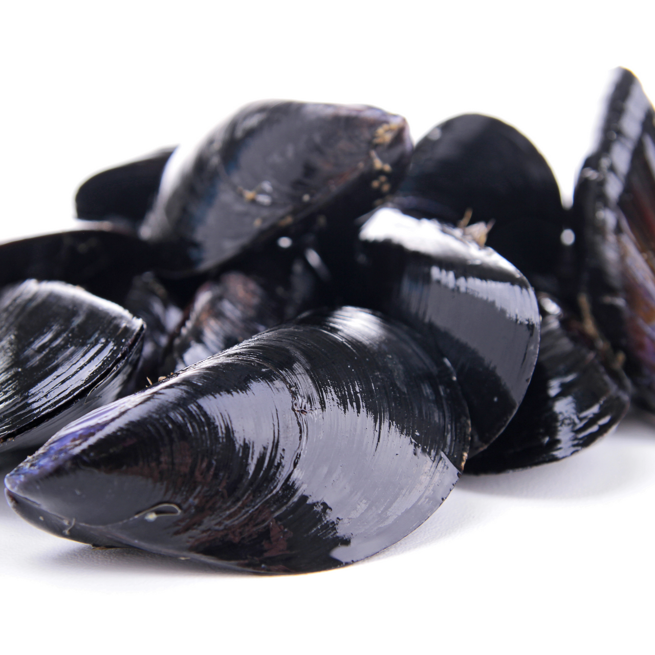 Live P.E.I. Mussels 1lb+ | Prince Edward Island Mussels | Pelican ...
