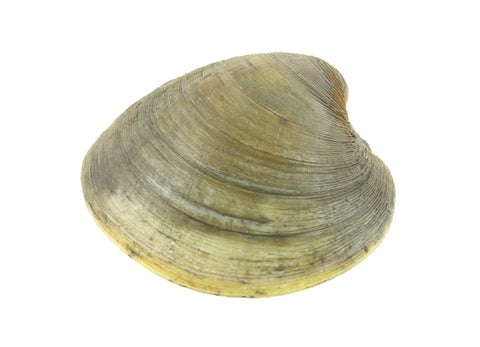 Cherry stone clams — Pelican Seafood Fort Pierce