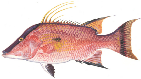 Hogfish Fillet