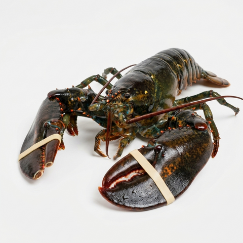 Live Maine Lobsters, each