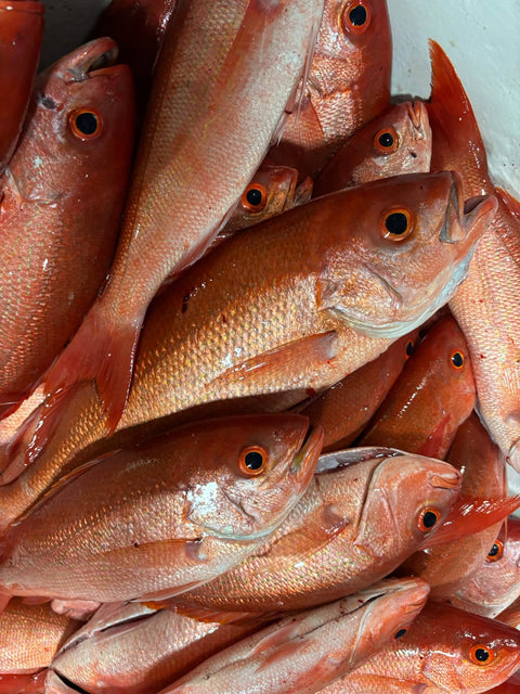 Fresh whole Vermillion Snapper